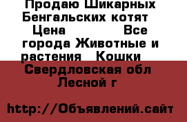 Продаю Шикарных Бенгальских котят › Цена ­ 17 000 - Все города Животные и растения » Кошки   . Свердловская обл.,Лесной г.